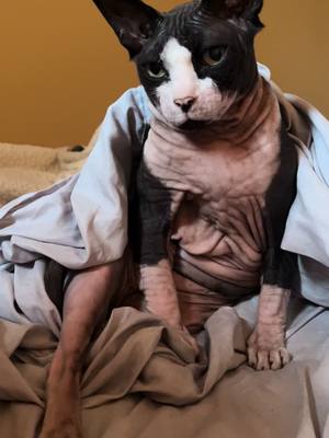 A post by @gorda_and_company on TikTok caption: Dia de resaca 🥴🤒 #paratiiiiiiiiiiiiiiiiiiiiiiiiiiiiiii #domingo #resaca #sphynxcat #fyp #parati 