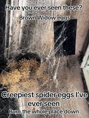 A post by @country_gypsi on TikTok caption: #nc #spider #brown #widow #venomous 