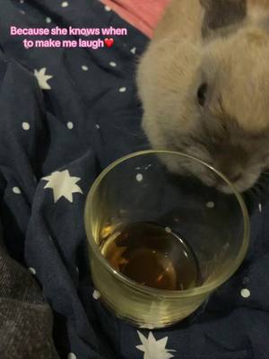 A post by @operation.casse.noisette on TikTok caption: I love her 🤍#operationcassenoisette #bounty #rabbit #fyp #viral #bunny 