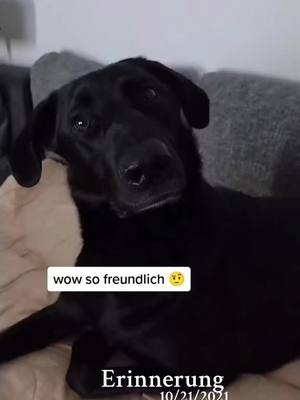 A post by @butch_black_dog on TikTok caption: guten Morgen 🤗#fy #fyp #fypシ゚ #viral_video #funnyvideo #lustig #butchmyking 