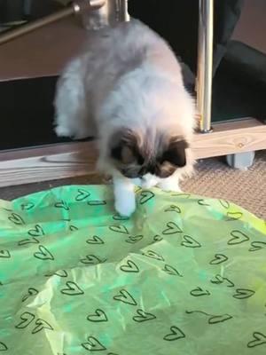 A post by @dimonpet2 on TikTok caption: #sephoraalışverişim It's time to buy a Christmas present for the cat. 😁 #christmas #pet #catsoftiktok #ball #fyp #cat #toy #viral #followers😘thanku #petsupplies 