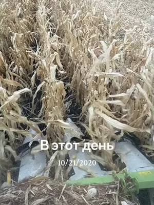 A post by @nikolajant on TikTok caption: #ВэтотДень #рек 