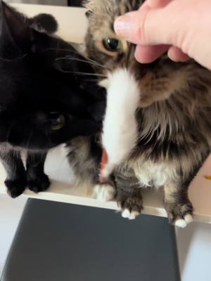 A post by @seeminglyabsurd on TikTok caption: They LOVE “Rosie Rat” 🤍 #fyp #cat #tiktokcats #catsoftiktok #birdandremy #rosierat 