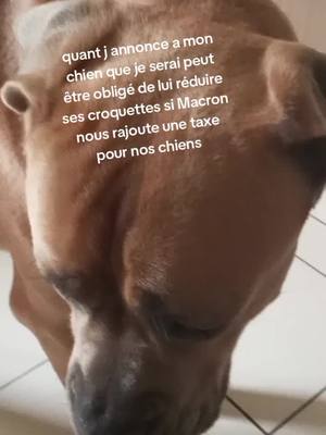 A post by @yanoushka0 on TikTok caption: combien de chien risque l abandon suite à cette impôt stupide . s il faut se priver je le ferai mais Rex mangera toujours a sa faim