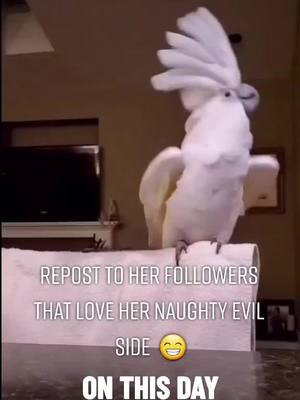 A post by @pennythecockatoo on TikTok caption: #onthisday