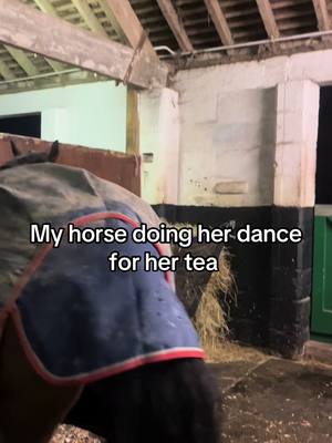 A post by @whizzywackywelsh on TikTok caption: Doing a dance for her tea  #horsesoftiktok #whizzywackywelsh #Equestrians #dance 