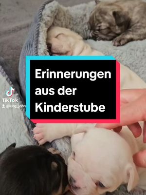 A post by @king_johnny_dee on TikTok caption: Natürlich hat das dem Baby nicht wehgetan, wie man sieht😀❤️ #welpenliebe #seelenhund #frenchbulldog #fypage #lustigehunde #frenchie #französischebulldogge 