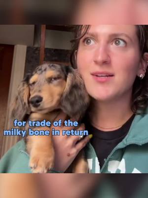 A post by @klrdubs on TikTok caption: Dogs might know more than you think… #voiceover #animals #funny