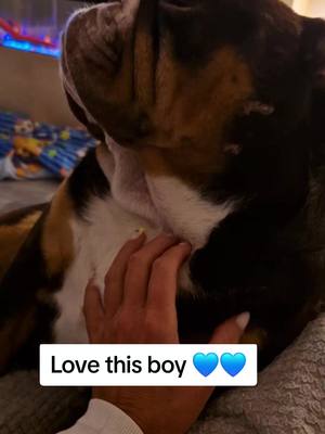 A post by @joahrens0 on TikTok caption: #walter #bulldog #lovehim 💙💙