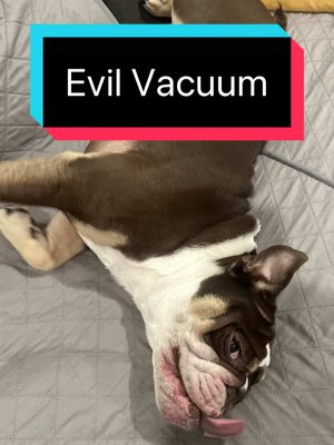 A post by @thebulldoghamilton on TikTok caption: When mom uses the evil thing…. Vacoom. 🫣 . . . . . #e#englishbulldogb#bulldogn#norcalenglishbulldogf#fypf#foryouf#foryoupagee#explore#t#tiktokpetsb#bulldogsoftiktokbulldogsofinstagram 