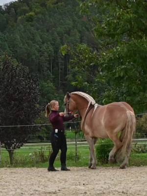 A post by @art.of.dressage on TikTok caption: Meine wundervolle Nali🥰 Im Moment ist recht viel los, da ich viele tolle Berittpferde habe. Ich spiele schon länger mit dem Gedanken, euch alle einmal zu zeigen, aber die Zeit ist leider ziemlich knapp. Dafür habe ich heute ein kleines Video von Nali aus dem Piaff-Training, und am Ende gibt es sogar zwei Passagetritte zu sehen. Viel Spaß beim Anschauen, und lasst gerne etwas Liebe da! 💕