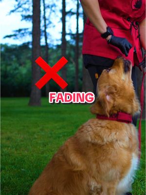 A post by @stsk9 on TikTok caption: When the Movement part is done, it’s time for Fading! 👉 Our New Fading module is out now for all our MVP 🎓 students.  We have broken down each detail of our Fading Techniques with practical tutorials and demos.    DISCLAIMER  👉 Fading too soon is for the greedy trainers who want their dogs to “listen” ASAP. In my book predators don’t listen to people. They choose to respond because they want to. That is the first key to trust and connection. Your dog needs to choose to engage with you. Not because you COMMAND him to… I wish you some happy fading sessions. ❤️🖤