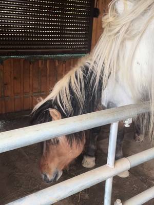 A post by @snow.viie on TikTok caption: Flavio wurde heute kastriert ✂️ Snow hat sich richtig Sorgen gemacht und wollte sich um ihn kümmern ❤️ #pferd #hengst #wallach #horse #gelding #stallion 