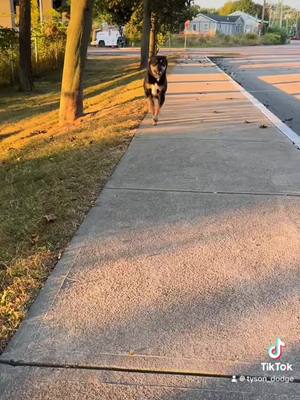 A post by @tyson_dodge on TikTok caption: Blood, sweat & lots of tears 🥹 #tornccl #cclrecovery #seniordog #rescuedog #fyp