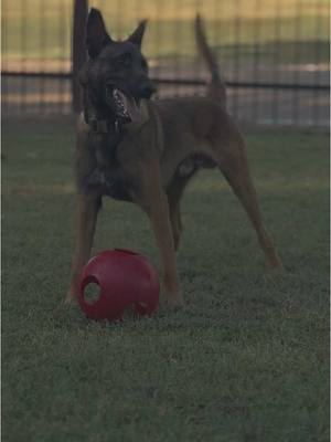 A post by @revival_canine on TikTok caption: Big dawg 🐾🔥 #malinois#belgianmalinois#dogtoys#tiktoksounds  