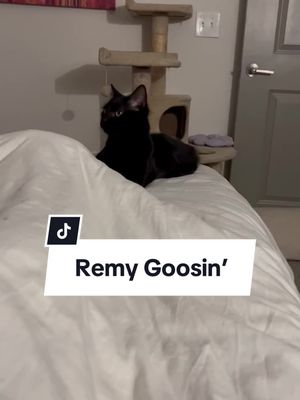 A post by @seeminglyabsurd on TikTok caption: Remy is GOOSIN!! #fyp #cat #tiktokcats #catsoftiktok #goosin 