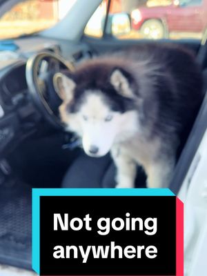 A post by @margothehuskypup on TikTok caption: Huskies, am I right?! #huskiesoftiktok #dogsoftiktok #outofroutine #husky 