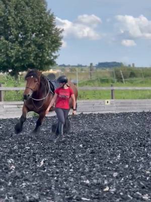 A post by @soulhorsesforlife on TikTok caption: Macht ihr gerne Freiarbeit? Beate macht das voll gerne❤️ #belgischeskaltblut #beate😍😍❤ @Domieno&Maya 