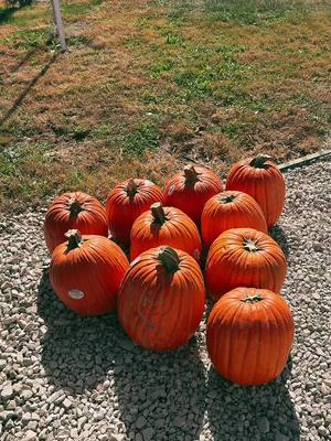 A post by @life4dynamics on TikTok caption: #pumpkinseason #truckingjob #тракистывамерике #тракистысша🇺🇸🇺🇦🇺🇸 