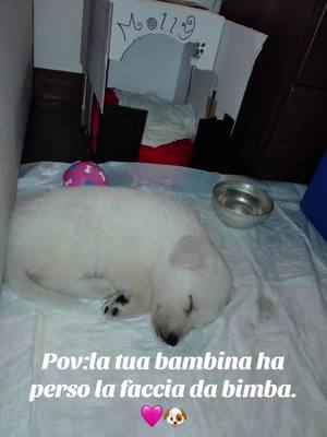 A post by @daniela.pi96 on TikTok caption: Amore mii.❤️🐾 #CapCut #fypシ゚viral #fypedit #viraltiktok #viraleeeeeeeeeeeeeeeeeee #virale #amoremio #amoremio #tiktokitalia #neiperteee 