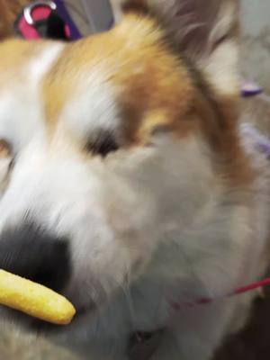 A post by @jodie_lawson_2000 on TikTok caption: that crunch! someone loves her apple straws 💜💜#corgisoftiktok #corgi #SnackTime #snacks #pembrokewelshcorgi  #volunteercreekantiques #whitepinetn #storemascot 