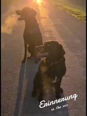 A post by @butch_black_dog on TikTok caption: guten Morgen 🤗#fy #fyp #fypシ゚ #viral_video #funnyvideo #lustig #bestfriend #butchmyking 