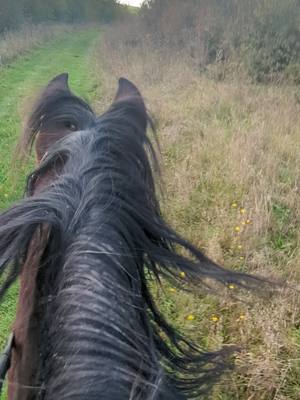 A post by @team.ginette on TikTok caption: En tête à tête avec la meilleure 🫶🏼 #instapony #horseofinsta #pureraceespagnol #horses #horseriding #iberiquehorse #horserider #horseofinstagram 