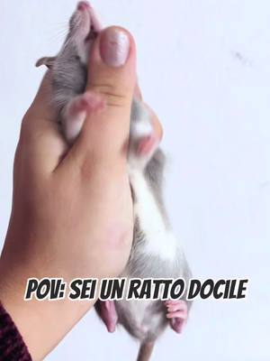 A post by @ratteriacasettaincanada on TikTok caption: Patata RCIC ♥️ The cuddliest girl ever 🌸 #rat #rats #petrat #fancyrat #ratto #ratti #rattina #rattie #ratteria #cuterat #ratteriacasettaincanada 