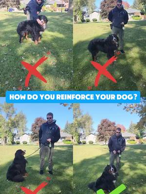 A post by @southwestdogtraining on TikTok caption: If you’re wondering how to properly reward your dog during training, you’re not alone. In this video, we highlight three common mistakes people make when reinforcing their dogs, and show you the correct approach for creating a well-behaved and engaged dog. ❌ Top Left Corner: Shoving food in your dog's face won’t help, especially in stressful situations. It can overwhelm your dog and reduce the effectiveness of the reward. ❌ Top Right Corner: While this is close to being correct, notice the poor reward placement. Feeding your dog where they are sitting rather than encouraging them to come toward you creates confusion and less engagement. ❌ Bottom Left Corner: Stop relying on luring to prompt the behavior you want. Luring is only useful when teaching new skills—not as a way to reinforce learned behaviors. ✅ Correct Method (Bottom Right Corner): Mark the behavior, drop your shoulders, and use an animated backpedal to create excitement. Your dog should want to funnel into you, and the "bubble" around you should become the place they naturally want to be. Learn how proper reward placement and engagement techniques can transform your dog’s behavior and enhance their training! #DogTraining #PositiveReinforcement #TrainingMistakes #DogBehavior #ReinforceTheRightWay #PuppyTraining #TrainingYourDog #DogTrainerTips #EngageYourDog #CanineTraining #DogObedience #RewardPlacement #TrainingSuccess #DogTrainingMistakes #DogTrainingJourney #SmartDogs #StopLuring #DogTrainingHelp #DogTrainerLife #EffectiveTraining