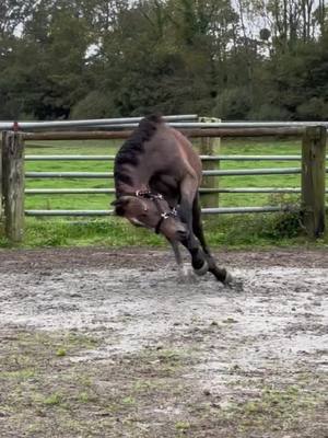 A post by @bingo_du_parc on TikTok caption: JPP 🐫 #poulain #horse #equestrian #funnyvideo #avessac 