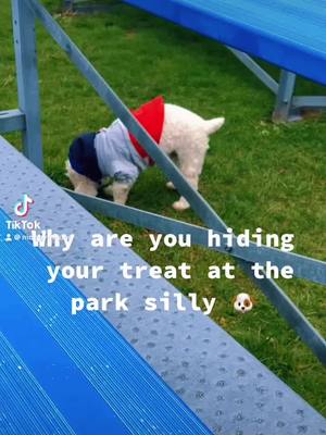 A post by @moppythedog on TikTok caption: #moppythedog #fyp #goodvibes #moppy #mypet #PetsOfTikTok #animalsoftiktok #dog #puppiesoftiktok #dogsoftiktok #dogs #follow #comment #like #fypシ゚viral #shitzu #viral #saturday #2024 