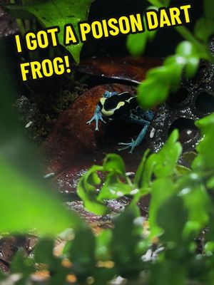 A post by @ameliasamphibians on TikTok caption: Meet my new addition! #poisondartfrog #poisondartfrogs #poisondartfrogsoftiktok #petfrog #frogtok #frogtiktok #frogtok🐸 #frogsoftiktok #fy #fyp #fypシ #fyppppppppppppppppppppppp #fypツ #fypdongggggggg #fypchallenge #fypsounds 