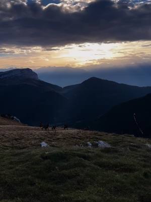 A post by @bastientronchon on TikTok caption: 🐐#tôtlematin #bouquetin 