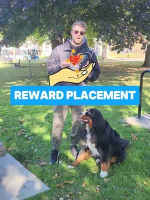 A post by @southwestdogtraining on TikTok caption: Why Reward Placement Matters in Dog Training 🐾 You might be doing everything else right, but if your reward placement is off, it could be slowing down your dog’s progress—or worse, teaching the wrong behavior entirely! Next time you're in a training session, ask yourself: “Where am I delivering the reward, and what is it teaching my dog in the long term?” Proper reward placement is crucial for reinforcing the right behavior and building a solid foundation for obedience and focus. 🎯 Challenge: Pay close attention to where you’re delivering the reinforcement and how it affects your dog’s behavior. Small changes in reward placement can lead to BIG improvements! #DogTraining #RewardPlacement #PositiveReinforcement #DogTrainingTips #DogBehavior #TrainingYourDog #CanineTraining #DogObedience #PuppyTraining #SmartDogs #TrainingSuccess #DogTrainerLife #ReinforceTheRightWay #DogTrainingJourney #DogBehaviorModification #TrainingMistakes #EffectiveDogTraining #RewardBasedTraining #DogFocus #ProperTraining