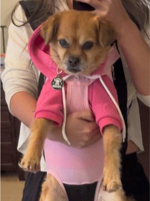 A post by @ on TikTok caption: Mind yo business! #crazydogmom #furbaby 