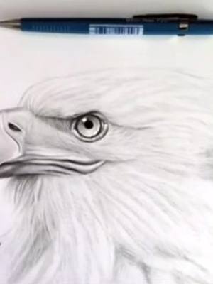 A post by @tiktok_ammar313 on TikTok caption: #art #drawings #eagles #adler #foryoupage❤️❤️ #fyp drawing eagle 