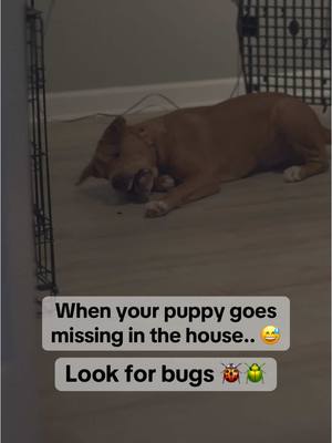 A post by @revival_canine on TikTok caption: Oh Eeyore, what are you doing to this little bug 🤪 #funnydog#rescuedog#rescuepuppy 