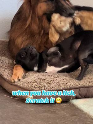 A post by @dog_and_his_boomer on TikTok caption: My dog has an itch to scratch 😬