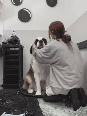 A post by @andromedagreenfied on TikTok caption: Big fluff, big love! 🐾✨ Watch as this gentle giant enjoys a little spa time – because even the biggest pups deserve the ultimate pampering session. 💖 #SaintBernardLove #DogSpaDay #fluffyandfresh 