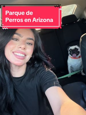 A post by @yoelperrito on TikTok caption: Mi primeravez en un parque de perros en 🇺🇸 #yoelperrito #perritos #pugs #dogs #pugslife #phoenixarizona #perritoviajero  #pubglover 