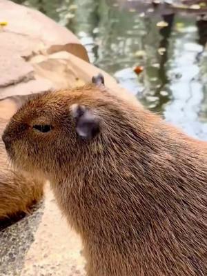 A post by @joe_smith2002 on TikTok caption: #capybara #capy #capybaratiktok #capybaramemes 