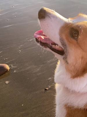 A post by @ketchupthecorgi on TikTok caption: I will always treasure beach days with Ketchup 😌 #dogsoftiktok #ketchupthecorgi #goldenhour 