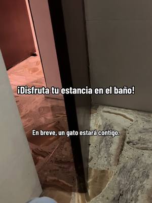 A post by @breenmeow on TikTok caption: Excelente servicio, 10/10 #mascotas #gato #gatostiktok #viral #paratiiiiiiiiiiiiiiiiiiiiiiiiiiiiiii 