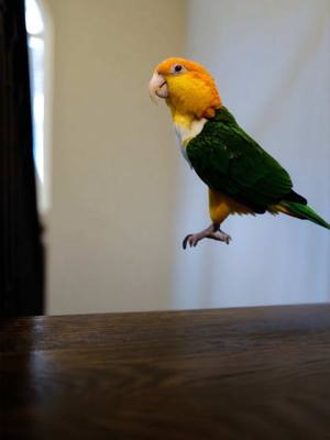 A post by @hubertthebird on TikTok caption: I am levitating and showing you my true powers for Halloween #halloween #funnybird #levitating #parrot #pets #foryoupage #funnyvideos #scary 