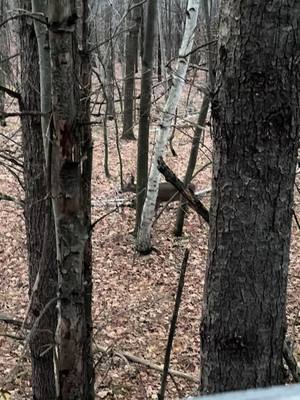 A post by @ericksons_walkerhounds on TikTok caption: Windy night in the stand but deer were moving #whitetail #Doe #nootherway #onehellofalife #bowhunting 