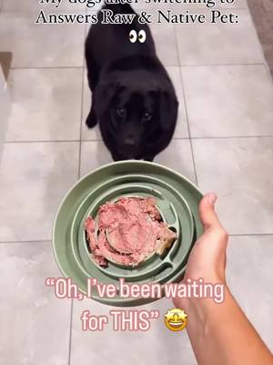 A post by @fourjollypets on TikTok caption: Raw Diet & Good Supplements have changed my dogs LIFE! ✨♥️🥹 We have been using Answers for a FULL year now and I cannot imagine myself going back to kibble. Benefits that I’ve seen include: Soft & shiny fur, joint support, clean teeth, smaller poo, clear eyes, increased energy & healthy weight. Kona lost 7lbs & Grizzly 5lbs. Grizzly will also be celebrating a full year (on thanksgiving day) being SEIZURE FREE and I truly believe Answers Keto diet was a big part of his health journey. 🥘In todays meal, we used Answers: Raw Beef, keifur & goats milk. Which is good to support a healthy immune system & gut health. We also love @nativepet for our Hip & Joint Support, allergy support & dehydrated broths to spice up meal time!  Have you heard of these brands before? Try them out! You can use code: JOLLYPETS10 for 10% off @Answers Pet Food online & JOLLYPETS20 For 20% off @Native Pet ♥️✨ #answerspetfood #answersraw #rawdogfooddiet #rawdogfoodcommunity #rawdogfood #nativepet #dogsupplements #supplementsfordogs #mealtoppers #doghealth #dogfoodrecipe #dogfoodreview #healthydogs 