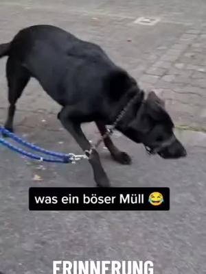 A post by @butch_black_dog on TikTok caption: böser müll😂#lustig #fy #fyp #fypシ゚ #viral_video #funnyvideo #butchmyking 