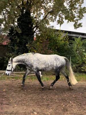 A post by @ah.fotografie on TikTok caption: Was schätzt ihr wieviel Zeit zwischen den Videos liegt?🙈 #horse #foryou #equestrian #transformation #HorseRiding #fyp #connemara #connemarapony 