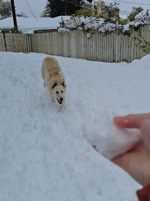 A post by @emily.batista on TikTok caption: snowball feen  #dogtok #dog #dogsoftiktok #fyp #snow #snowday #snowball #dogsnow 