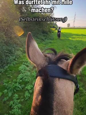 A post by @zoe_1509_x on TikTok caption: Was denkt ihr? ☺️ mit zu beachten, sie ist auf einem Auge vollständig Blind.😉  #horses #whatdoyouthink #riding #lusitano #fy #equestrian 